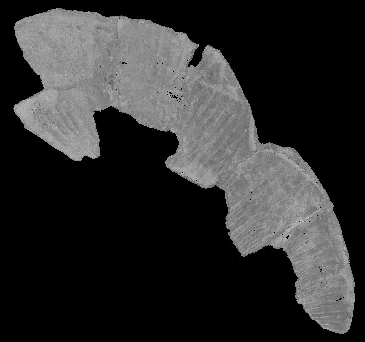 Image of the scanned point cloud